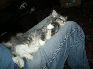 Cat sleeps on lap